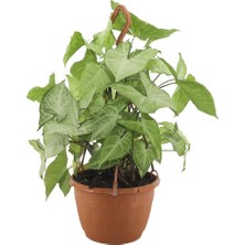 Yerli Syngonium - Ok Başı Sarmaşığı Askılı 20  30 cm Yeşil