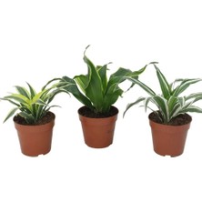 İTHAL Dracaena Mix