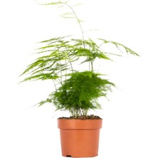İTHAL Kuşkonmaz 30-40 cm Yeşil