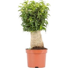 İTHAL Ficus Benjamina Natasja Yeşil