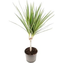 Yerli Dracaena Marginata Tekli Yeşil