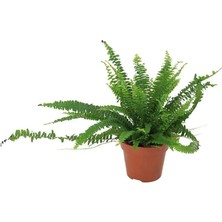 Yerli Aşk Merdiveni Çiçeği (Nephrolepsis) 20-30 cm