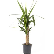 Yerli Yuka – Avize Çiçeği Bitkisi 2 Gövdeli Çap 21 cm – Boy 60 – 80 cm