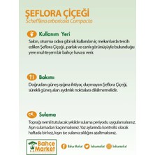 Yerli Şeflera Çiçeği Çap 24 cm Boy 80 - 100 cm