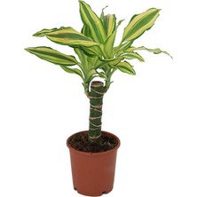 İTHAL Dracaena Yellow Coast Yeşil