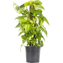 Yerli Patos Sarmaşığı 60 - 80 cm Yeşil