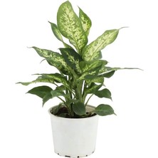 Yerli Difenbahya (Dieffenbachia Camilla Compacta) Yeşil
