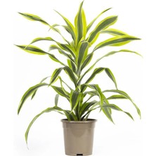 İTHAL Dracaena Lemon Lime 17 Çap