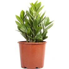 Yerli Zammia Yeşil 40-60 cm