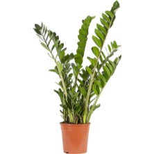 İTHAL Zammia 80 - 100 cm Yeşil