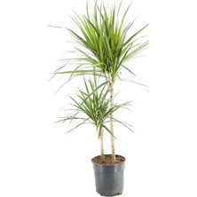 Yerli Dracaena Marginata 2 Gövdeli Yeşil