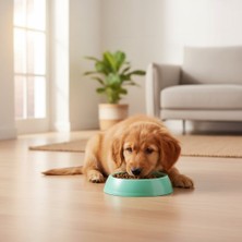 Runaway Küçük Yuvarlak Kedi Köpek Mama Kabı 14 cm Dayanıklı Plastik