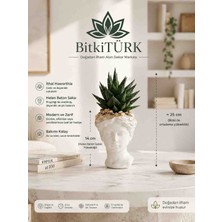 BitkiTÜRK Helen Beton Saksıda Ithal Haworthia Sukulent – 14 cm Dekoratif Saksı, Yaklaşık 25 cm Toplam Yükseklik