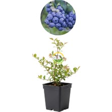 2 Yaş Bluecrop Çeşiti Yaban Mersini Fidanı
