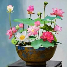 Florica-10 Adet Tohum Nadir Bulunan Pembe Lotus Çiçeği Tohumu Lotus Su Çiçeği Tohumu Nilüfer Çiçeği Tohumu