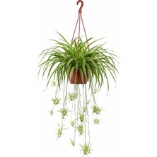 Gardenkoala Kurdele Çiçeği – Chlorophytum Comosum Askılı Saksı