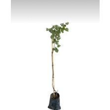 Şekerpare Kayısı Fidanı - 2 Yaş - Aşılı, Tüplü, Canlı, Sağlıklı - 140 cm