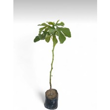Sarılop 2 Yaş Incir Fidanı - Tüplü, Canlı, Sağlıklı - 115 cm