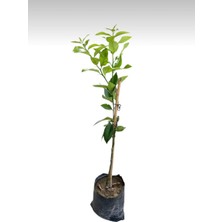 Aşılı Yediveren Limon Fidanı - 1 Yaş - 100 cm - Tuplü - Canlı ve Sağlıklı