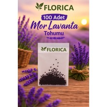 FLORICA-100 Adet Mor Lavanta Tohumu – Lavanta Çiçeği Tohumu Bahçe ve Saksı Için