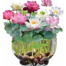 Florica-5 Adet Tohum Lotus Çiçeği Karışık Japon Su Zambağı Kase Lotus Çiçek Yaz Çiçeği Lotus Tohumu