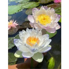 Florica-Lotus Çiçeği Tohumu Nilüfer Çiçeği 5 Adet Beyaz Renk