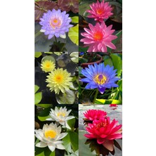 Florica-Lotus Çiçeği Tohumu Nilüfer Çiçeği 3 Adet Karışık Renklerde Orjinal Lotus Tohumu