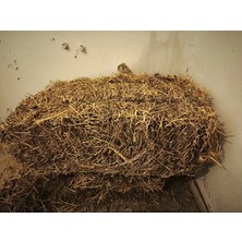 Yoncasplus 2kg Kuru Yonca Otu, Kemirgen Otu (Chinchilla, Tavşan, Ginepig, Hamster Için) 2kg