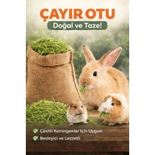 Polybotum Doğal Çayır Otu Kemirgen Yemi Tavşan Hamster Ginepig Chinchilla Doğal Kurutulmuş Kemirgen Otu 4 kg