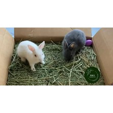 Polybotum Kemirgenler Için Kuru Yonca Otu 750 Gr.