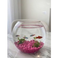 Mucit Home Kırmızı Pembe Karışık Fanus Taşı Akvaryum Balık Taşı