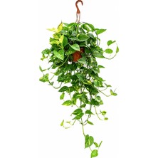 Gardenkoala Salon Sarmaşığı – Epipremnum Aureum Askılı Saksı