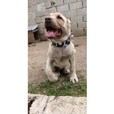 Empressco Yavru Kangal Köpek Tasması, Hakiki Deri, Çoban 2 Zilli, Dayanaklı ve Şık