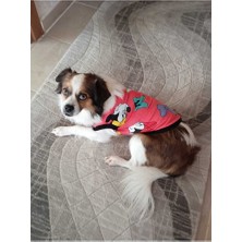 Empressco Renkli Yazlık Kedi ve Köpek Tişörtleri, Rahat ve Şık Tasarımlar