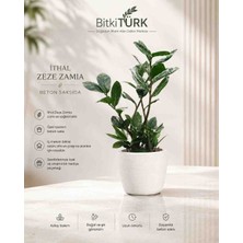 BitkiTÜRK Ithal Zeze Zamia | Özel Beton Saksıda Canlı Zz Bitkisi | Dekoratif Beton Saksı | 35-45 cm