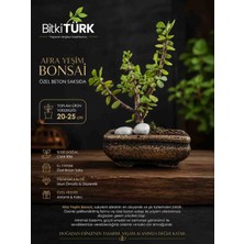 BitkiTÜRK Afra Yeşim Bonsai | Özel Beton Bonsai Saksısında Canlı Sukulent | 20-25 cm | Dekoratif Masaüstü Bitkisi