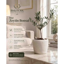 BitkiTÜRK Ithal Zeytin Bonsai Beton Saksıda Dekoratif Salon Ofis Balkon Bitkisi Canlı Zeytin Ağacı