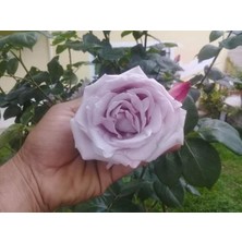 Isparta Gülü Aşılı Lila Gül Fidanı 10-20 cm