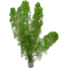Shopwave Cabomba Aquatica Bağ 6-8 Kök Bitki B018