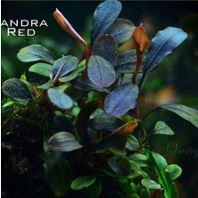 Shopwave Bucephalandra Brownie Red Saksı Bitki