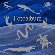 Shopwave Independently Published Fotoalbum Reptilien Kriechtiere Fische Schlangen Eidechsen Geckos Schildkrö