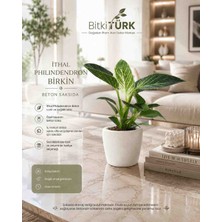 BitkiTÜRK Ithal Philodendron Birkin Beton Saksıda Canlı Iç Mekan Salon Ofis Bitkisi Dekoratif Hediyelik