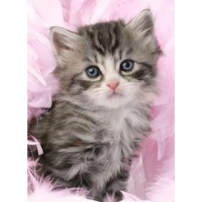 Şura Ticaret 500P Puzzle Yavru Kedi