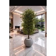 Altun Çiçekcilik Benjamin 150 Cm Ağaç Lux Metal Saksı Dahildir - Renk: Yeşil