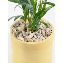 Hype Store Natural Rainbow Dolomit Çakıl Taşı, Sarı Çizgili, 1-3 Cm, 3 Kg, Dekoratif Bahçe Peyzaj Saksı Akvaryum Teraryum Taşı