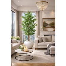 Altun Çiçekcilik Benjamin 190 cm Ağaç Lux Metal Saksı Dahıldır