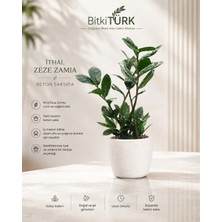BitkiTÜRK Desenli Beton Saksıda Ithal Zeze Zamia 50CM Portakal Dilimi Kuş ve Lav Taşı Dekorlu