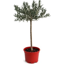 Gardenkoala Zeytin Ağacı – Olea Europaea – 21 cm Saksı