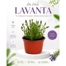Gardenkoala Lavanta Fidesi – Lavandula – 12 cm Saksı