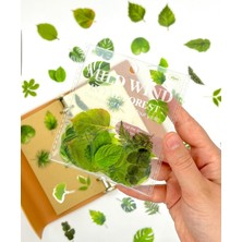 Kağıt Gemi Dükkan Green Forest Leaves 40 Adet Dekoratif Yeşil Yaprak Şeffaf Pet Sticker Seti/etiket/çıkartma
